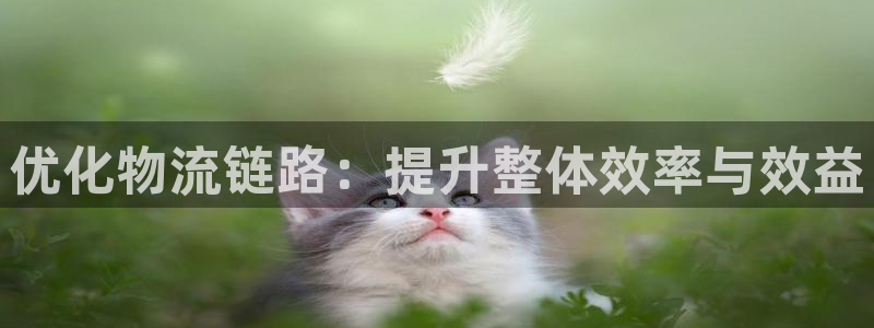 狗子28h5链接：优化物流链路：提升